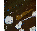 5590 microscopy